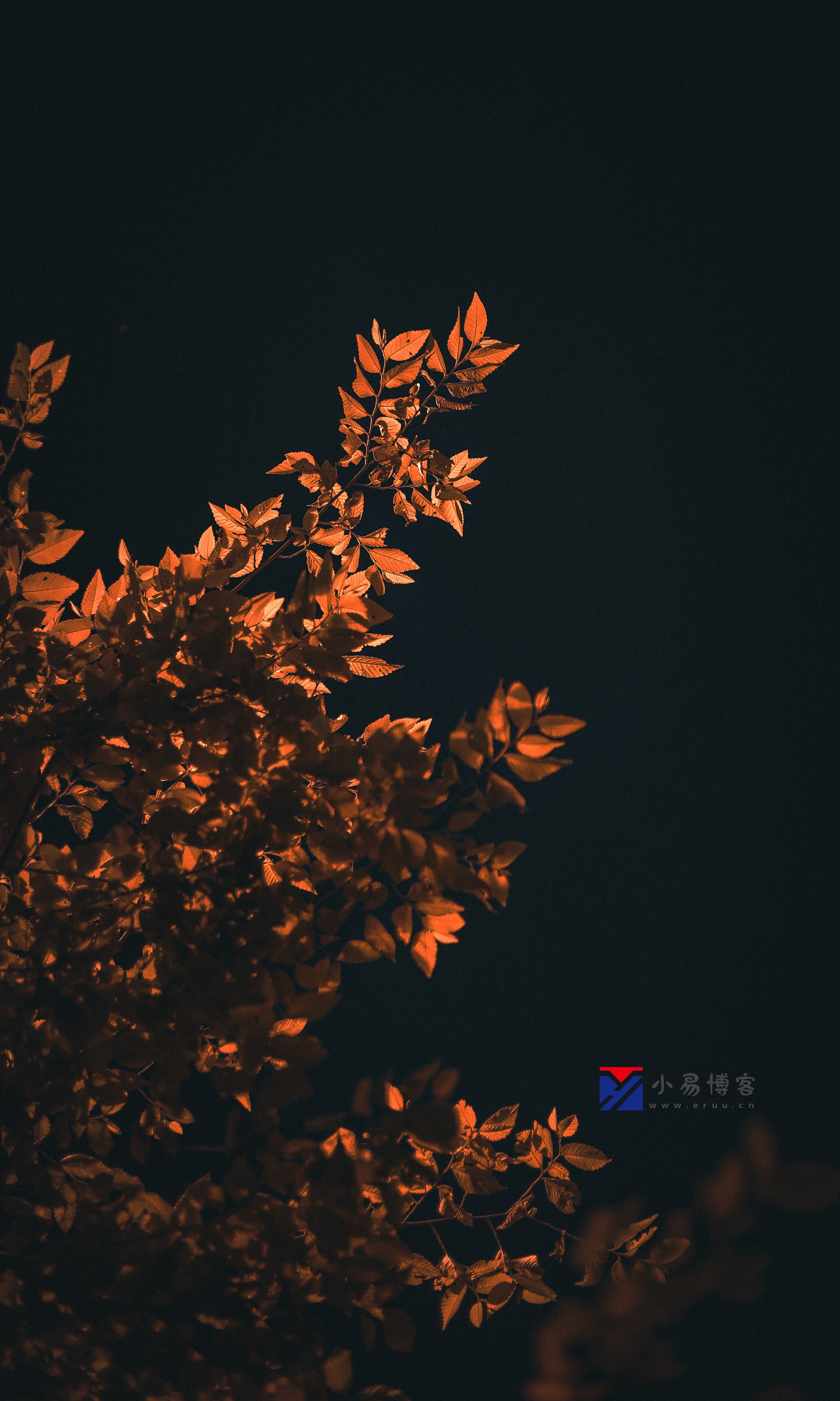 20220628203722_2Y5A0318.jpg 学习摄影的日子,摄影爱好者