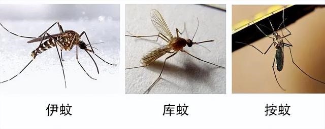 今年的蚊子好像变少了，蚊子难道也怕热北上避暑了？
