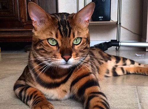 孟加拉公猫几个月发腮？