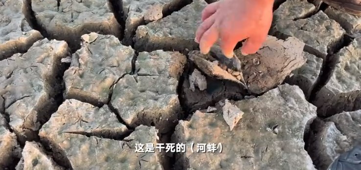 探访鄱阳湖干枯水域：干死的河蚌随处可见，20年渔民头一次湖上骑车