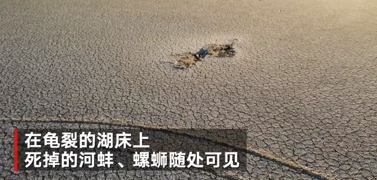 探访鄱阳湖干枯水域：干死的河蚌随处可见，20年渔民头一次湖上骑车