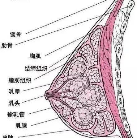 乳腺按摩靠谱吗？