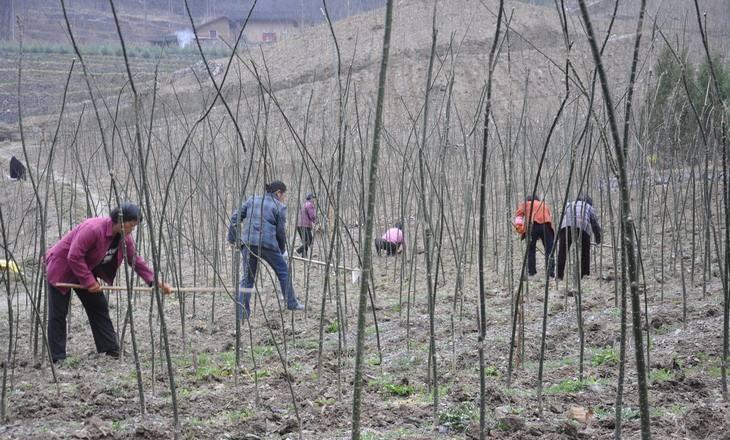 你有100亩山林土地肥沃可以种什么药材？目前值得种的药材有哪些？